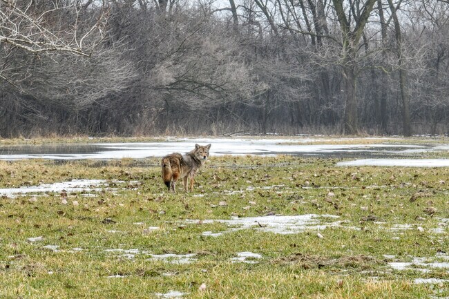 Enjoy the wildlife in Riverdale at the Calumet Woods Nature Preserve.