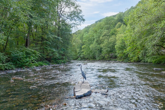 A great blue heron surveys the banks of the Little Schuykill River.