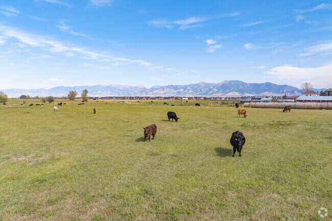 Cattle enjoying their pasture in King Arthur Park.