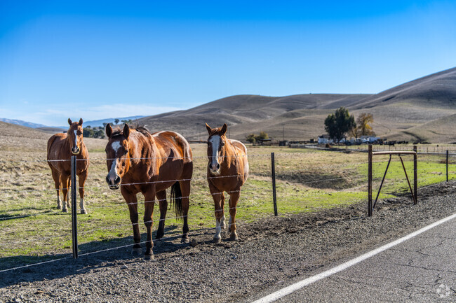 The rolling hills of Doolan Canyon provide a beautiful backdrop for horses.