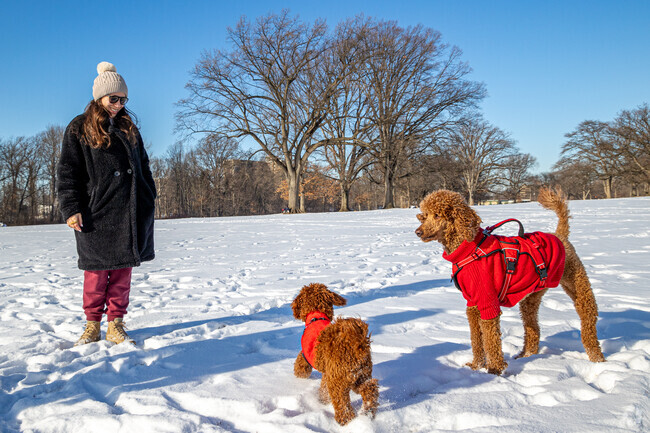 Residents enjoy outdoor fun with their dogs in Branch Brook Park, even during the winter season.