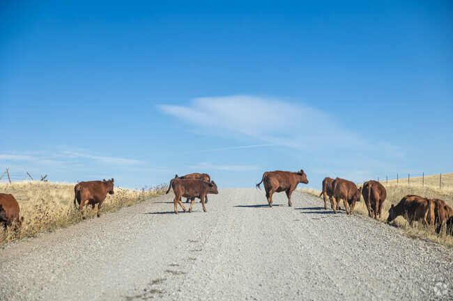 When traveling in Augusta be aware of wandering cows.