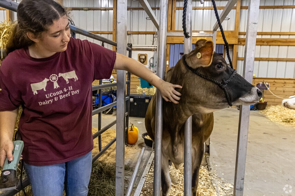 Cows are treated to a full grooming before being judged at the Harwinton Fair.