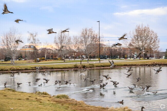 There are plenty of ducks to feed throughout the parks in West Boise.
