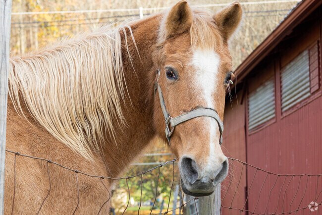 In White Township, horses are just one of many everyday reminders of rural living.