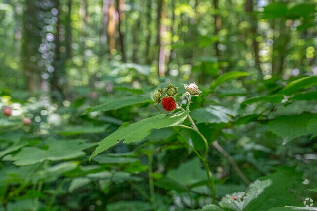 Detail of a Thimbleberry at Springbrook Park in Uplands, Lake Oswego.