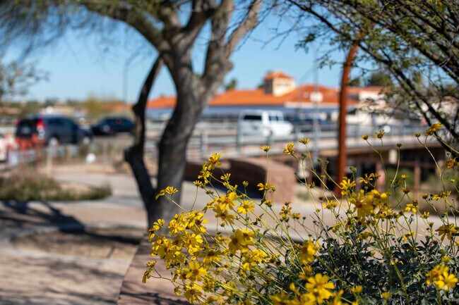 Wildflowers At The Rillito River Park Campbell Entrance