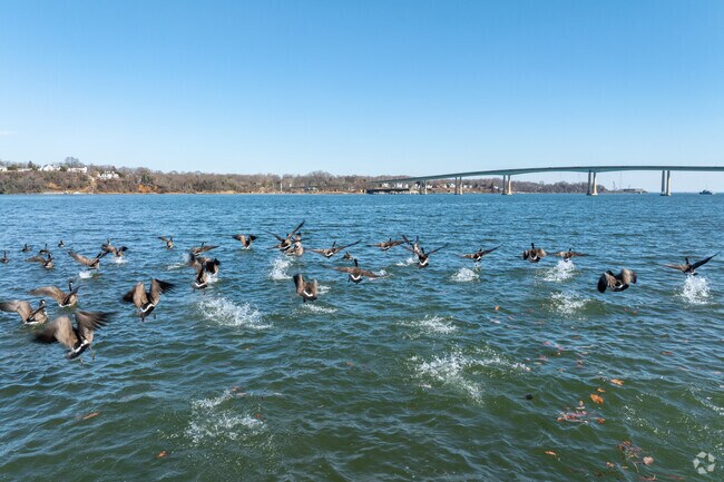 Relax with the birds in West Annapolis-Wardour on the Severn River.