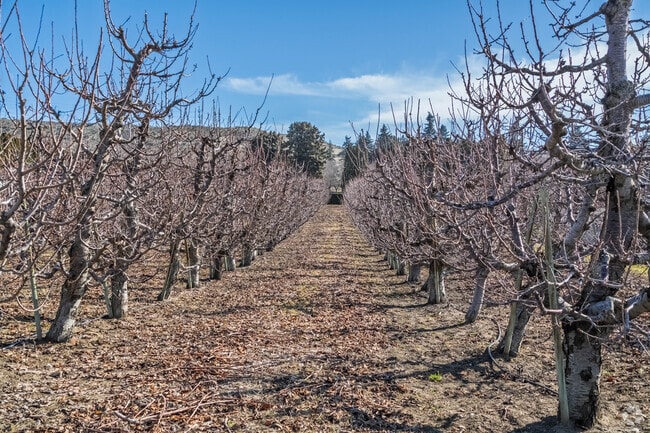 Apple orchards such Jackson Orchards in the heart of East Wenatchee drive the local economy.