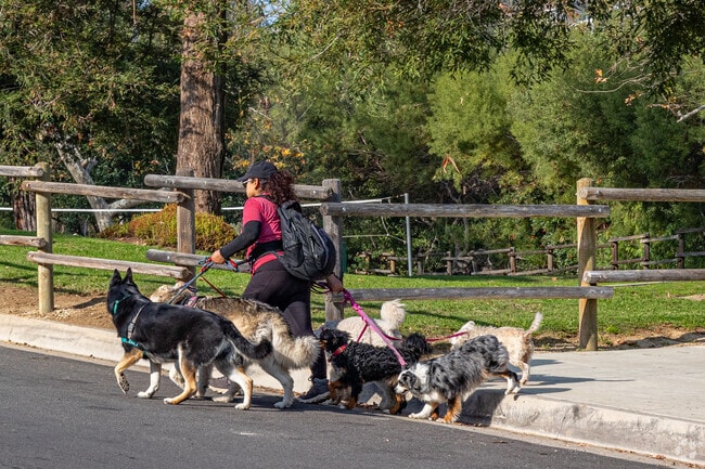 Bent Tree Park is great for dog-walking.