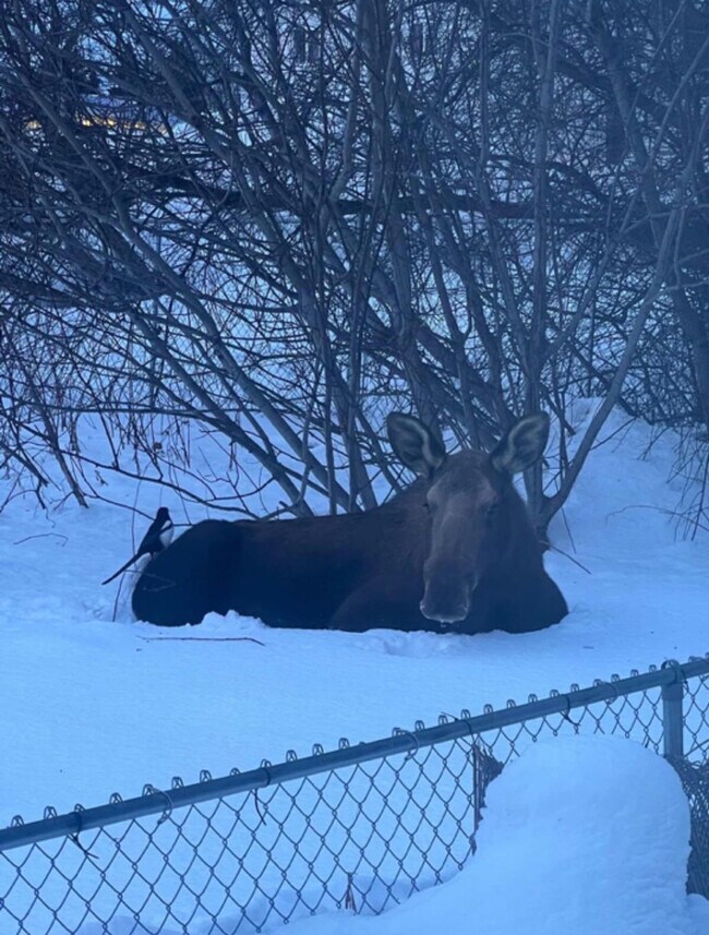 319 W 12th Ave unit ID1284534P, Anchorage, AK 99501 - photo 5