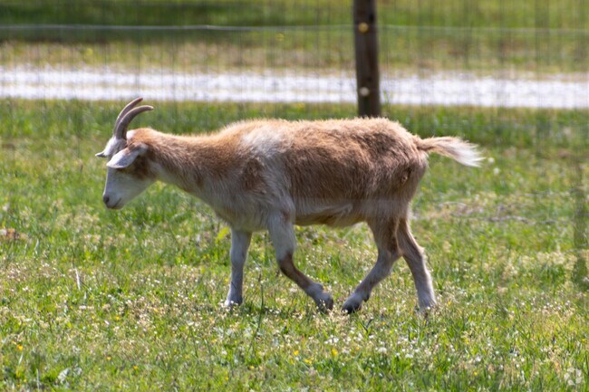 In Climax, local farmers raise goats along with other farm animals.