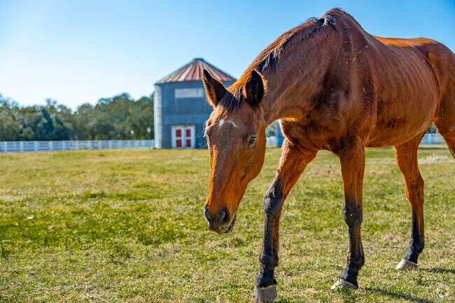Community members can stop by to meet the friendly horses of the Oldfield equestrian center.