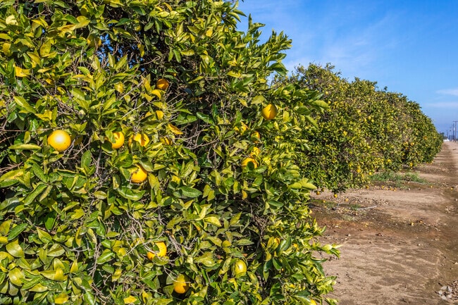 Citrus groves and other productive farmland surround the city of Sanger.