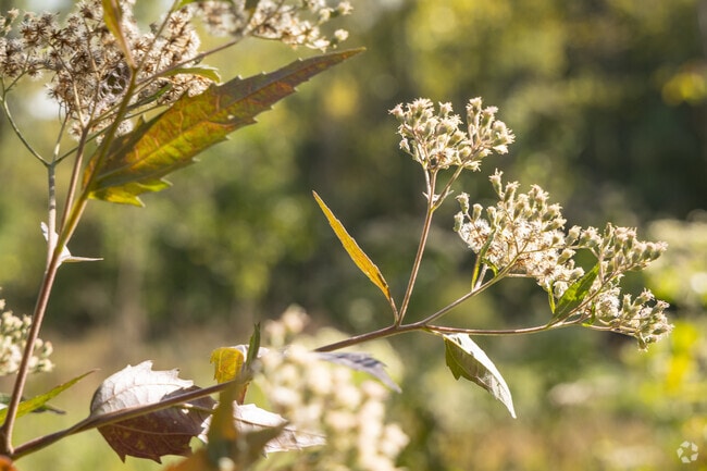 Discover late thoroughwort blooming in fall at Gwynns Falls Park by West Forest Park.