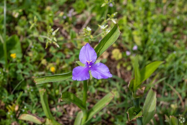 Admire the wildflowers that make an appearance in Oak Ridge Park.