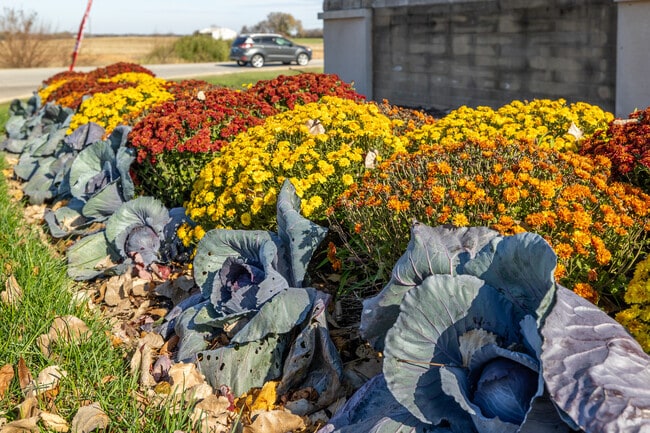 Mums and unique plants near a shopping center in Virgil.