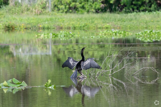 An anhinga suns itself in Donegan Park, one of the pocket-parks near the Shadow Pines neighborhood that is full of wildlife.