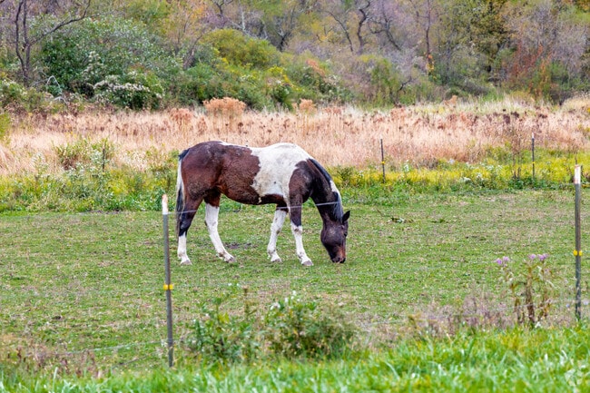 Many residents in Kiskiminetas own horses that roam large plots of private land.