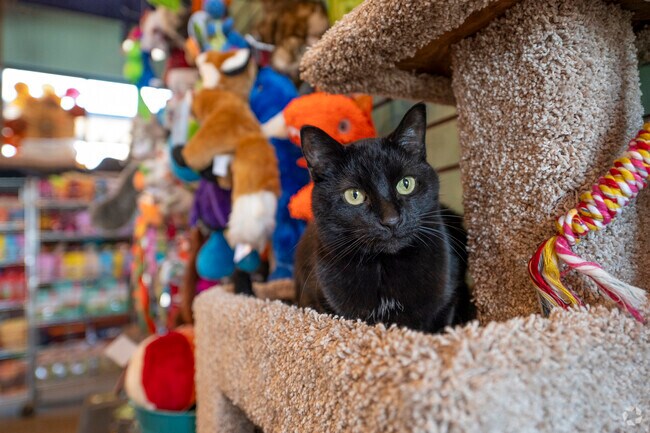 Nutzy Mutz & Crazy Catz in Westmorland is the perfect place for your pet's needs.