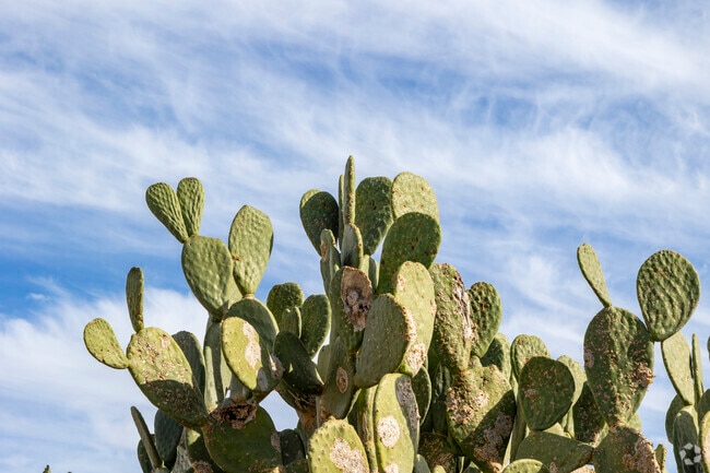 Cacti thrive in the arid climate of Broadway Northeast.
