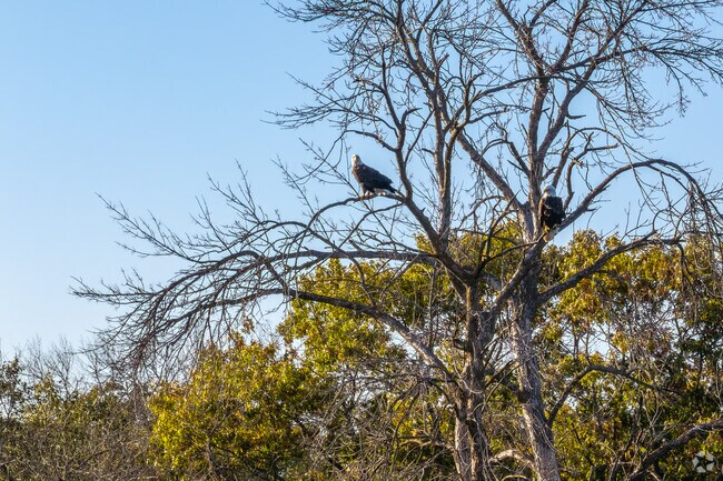 Being next to the Chippewa River, it's easy to spot Bald Eagles at Southwest Park.