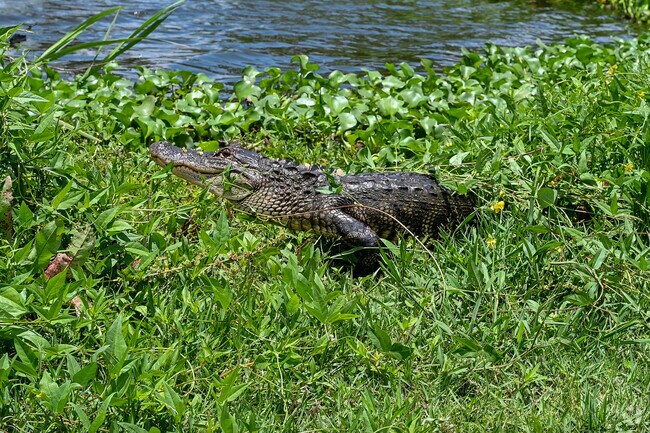 Alligators can be found along the Mississippi River that runs beside Bridge City.