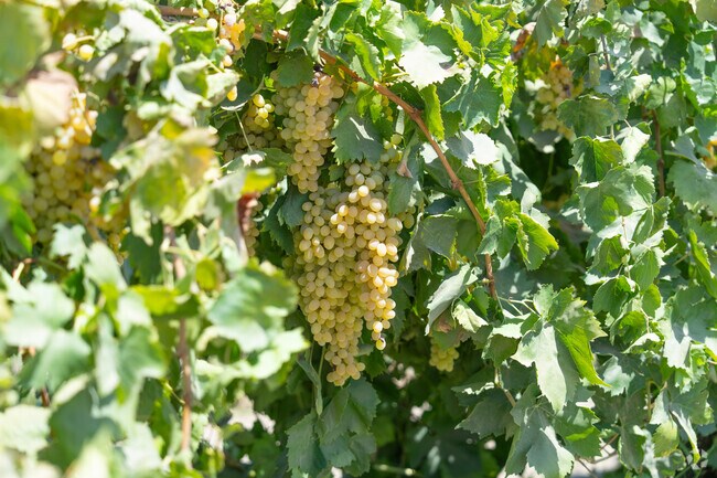 Caruthers is in the heart of the state’s farming region.