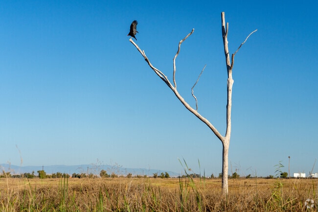 A bird perches in a tree at Sacramento National Wildlife Refuge.