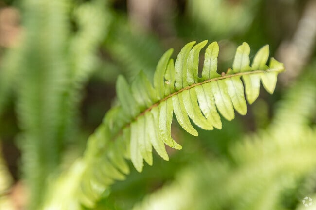 Natural greenery makes Pinecrest a tropical oasis for residents moving to the area.