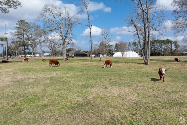 Dayton embraces its rural roots with livestock thriving across open pastures.