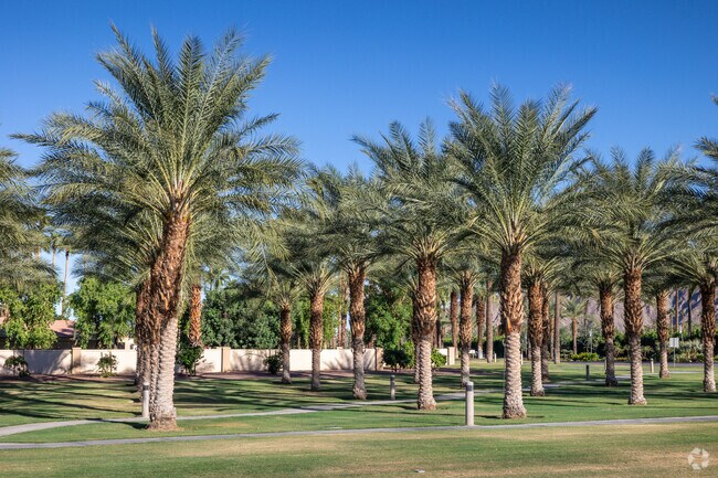 Take a walk amongst the palm trees in Indian Wells.
