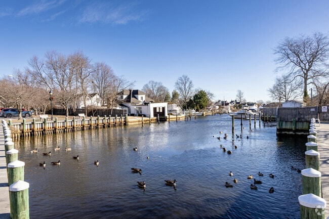 Ducks gather at the Bay Shore waterfront.