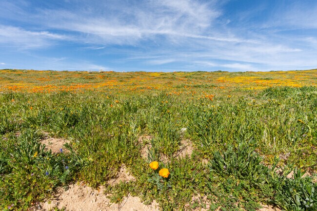 In spring, the fields are covered in golden poppies just a short drive from Elizabeth Lake.