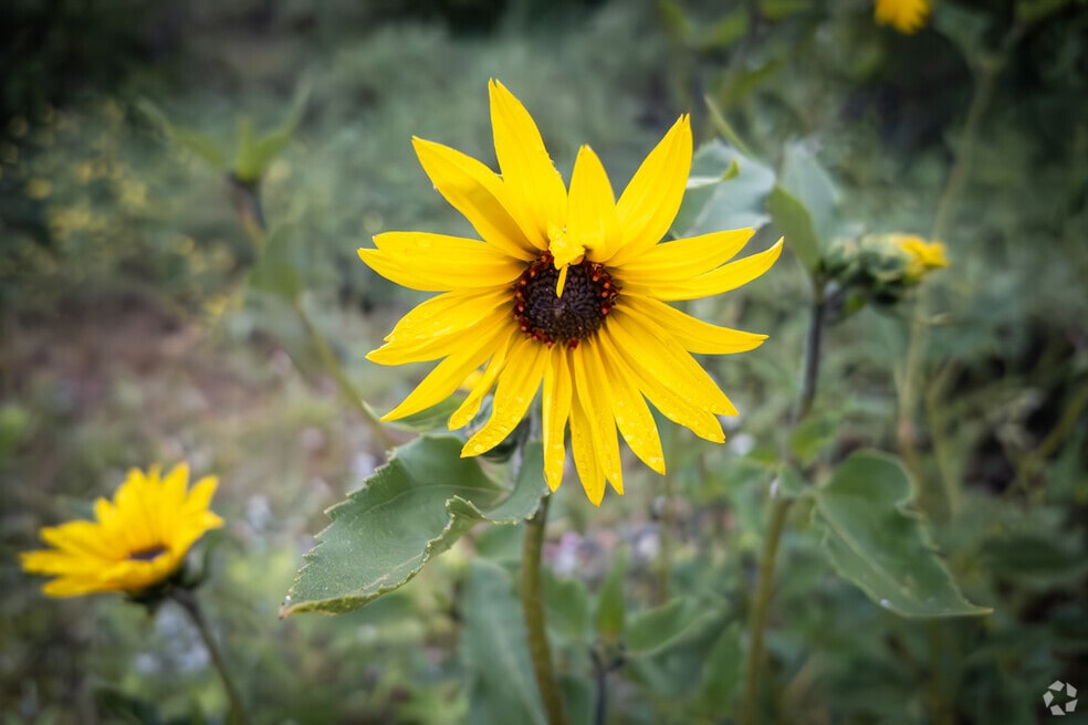 NH_CoyoteCanyon_ 509993_P2_V1_JM_052924