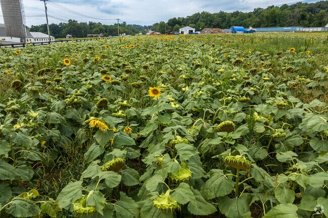 A field of sunflowers greets passersby as they travel through Honey Brook.