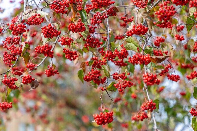 You can find unique plants and flowers during a walk through the village of Colonial Heights.