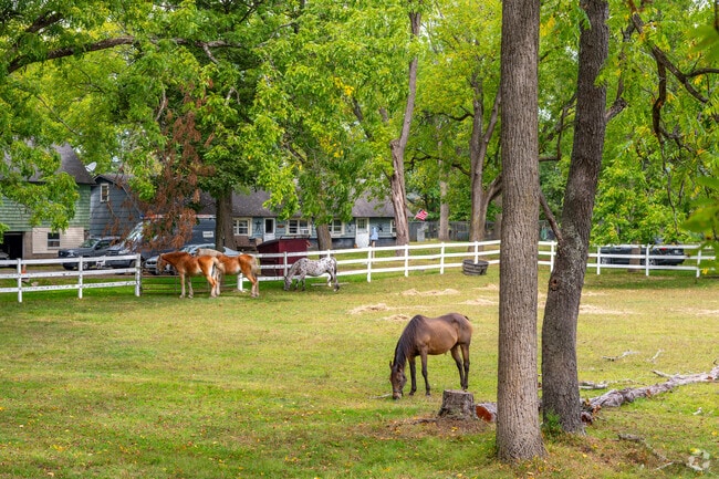 Horses are a common sight in rural Westfall.
