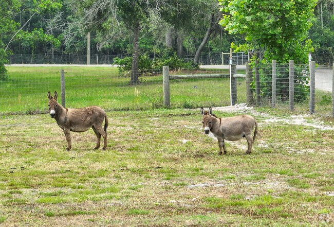 Groveland has a large farm and livestock population.