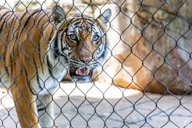 Get up close to tigers at Zoo Knoxville.