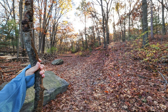 Hike through the vast forest at Den Rock Park near Mount Vernon.