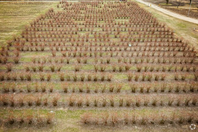 Rows and rows of blueberry bushes await Hemlock locals every June at Fisher's Blueberry Farm.
