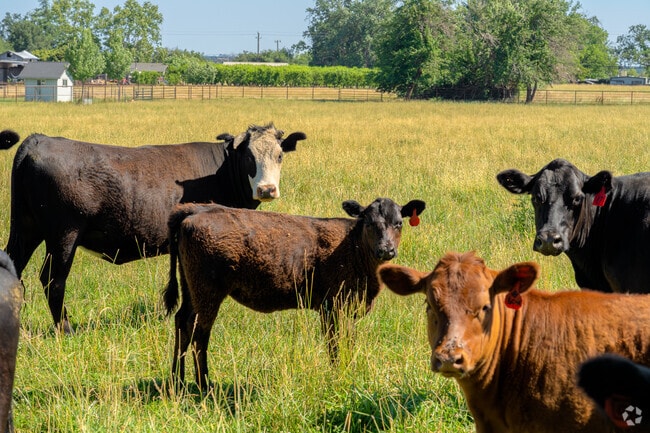 Cows are a familiar sight in Cottonwood.
