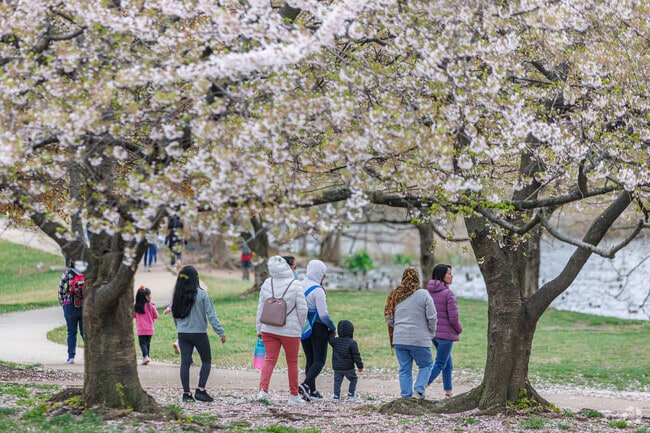 Cherry blossoms bloom in Patterson Park, by Washington Hill, and rival DC.