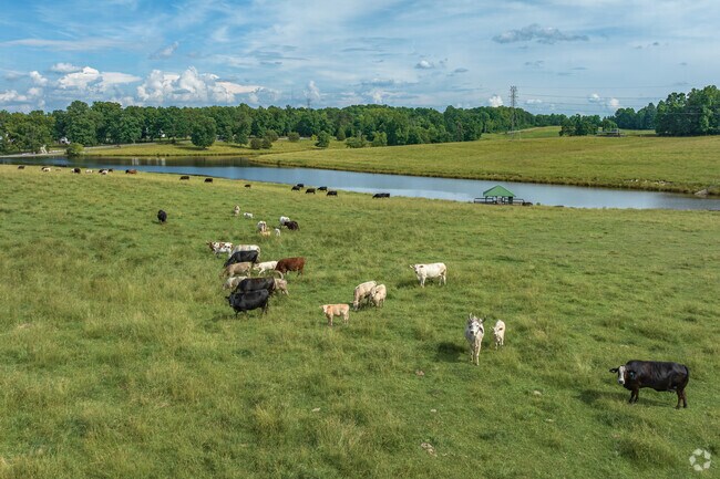 Curious cows in Frazier Marsh watch passersby.
