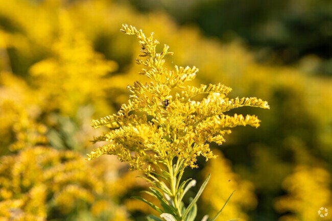 Yellow wildflowers bloom in the Imperial Pride neighborhood.