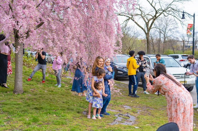 Many families visit Branch Brook Park every year to see the Cherry Blossoms.