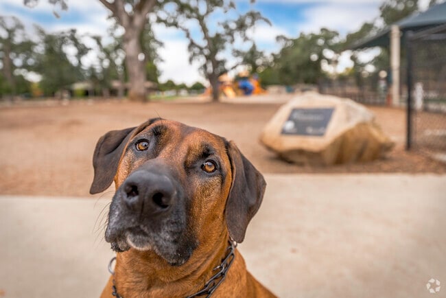 Dogs seem to enjoy Johnson Springview Park in Central Rocklin.