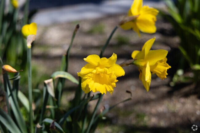 Springtime flowers begin to bloom in Knightville.