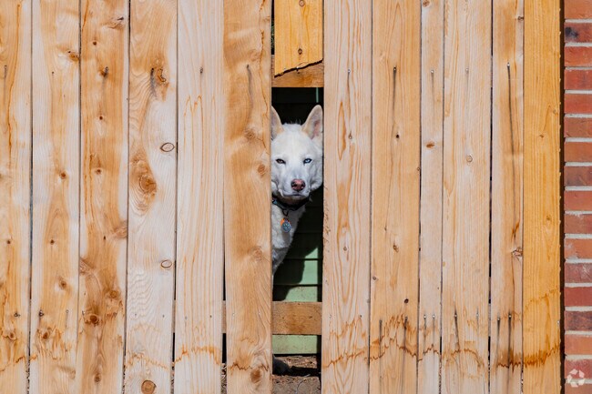 Mission Viejo is a dog-friendly neighborhood that's great for walks.